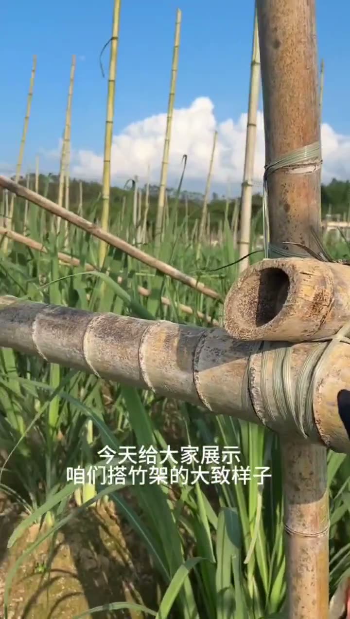 Plastic tying twine used for bamboo frame support